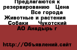 Предлагаются к резервированию › Цена ­ 16 000 - Все города Животные и растения » Собаки   . Чукотский АО,Анадырь г.
